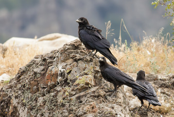 Ravens