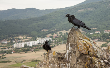 Ravens