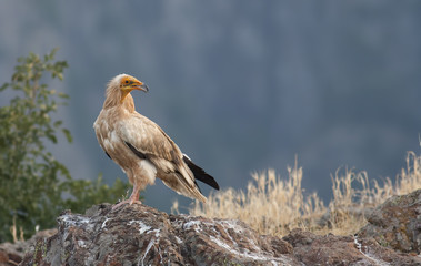 Egyptian Vulture