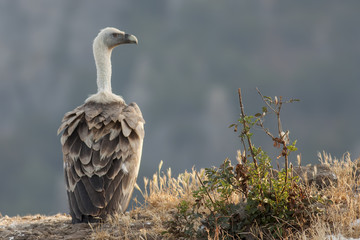 Griffon Vulture