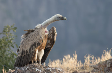 Griffon Vulture