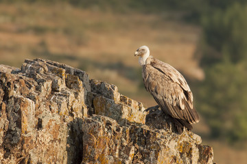 Griffon Vulture