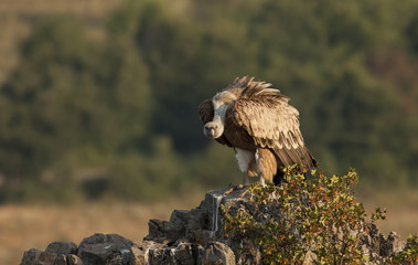 Griffon Vulture