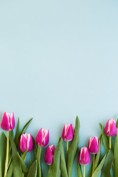 Tulips