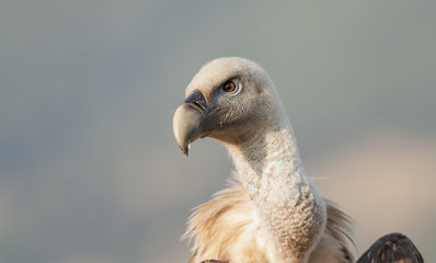 Griffon Vulture