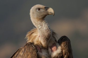 Griffon Vulture
