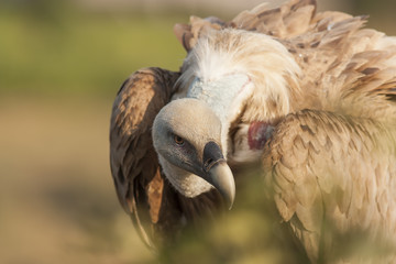 Griffon Vulture