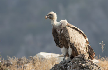 Griffon Vulture