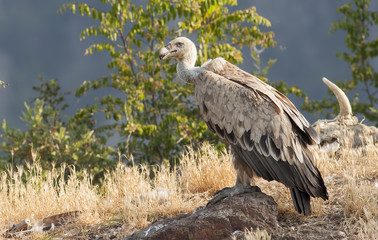 Griffon Vulture
