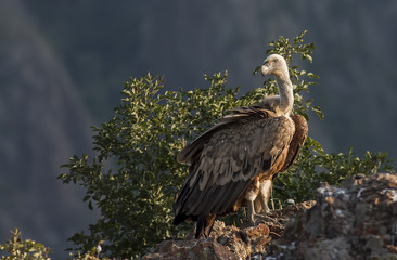 Griffon Vulture