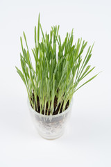 Fresh wheat grass on white  Growing grass isolated