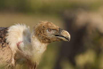 Griffon Vulture