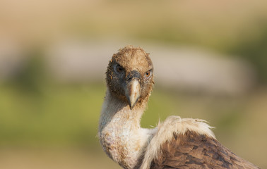Griffon Vulture