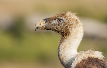 Griffon Vulture