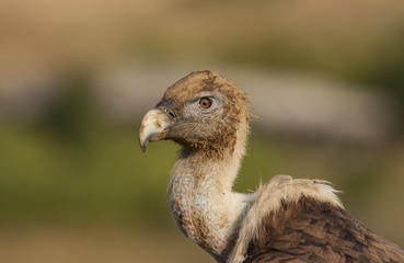 Griffon Vulture