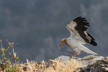 Egyptian Vulture