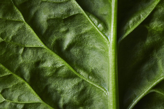 Close Up view of Large leaf sorrel