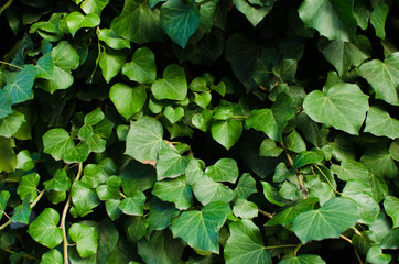 Spring background of a living green leaf. Spring