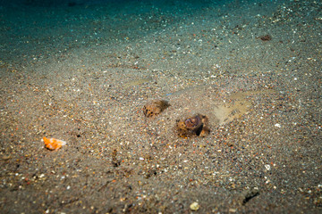 Stingray