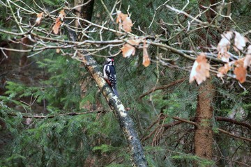Buntspecht klettert an einem Baumstamm 
