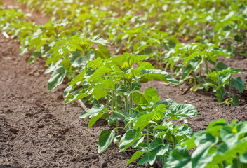 Large field of young green, not blooming sunflower growing in a farm. Growing rural economic crops.