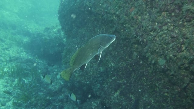 Brown meagre fish (Sciaena umbra), Mediterranean sea, Mallorca