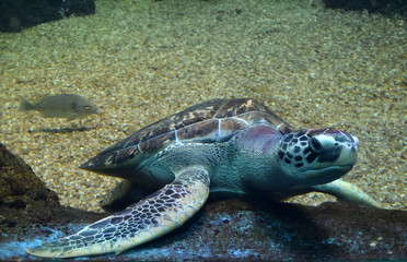 Obraz na płótnie Canvas Turtle swimming in an aquarium