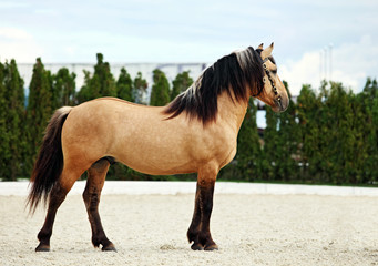 Paso Fino horse in stud farm 