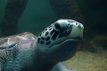 Fototapeta premium Turtle swimming in an aquarium