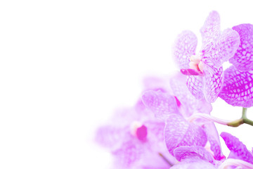 Purple orchid isolated on white background, with clipping path