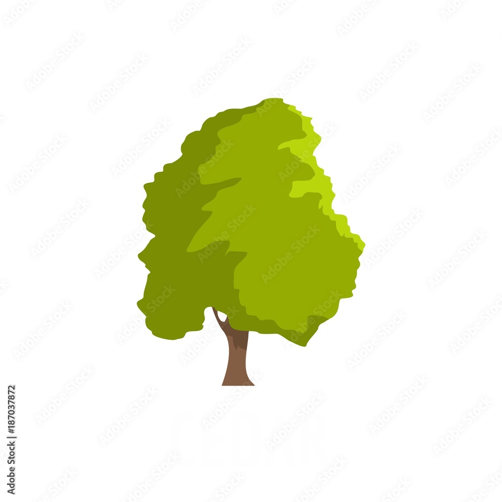 Poster cedar tree icon. flat illustration of cedar tree vector icon isolated on white background