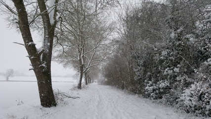 English snow tree lined avenue scene