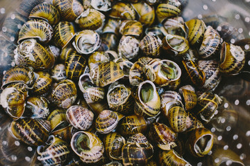 Live snails in the pan
