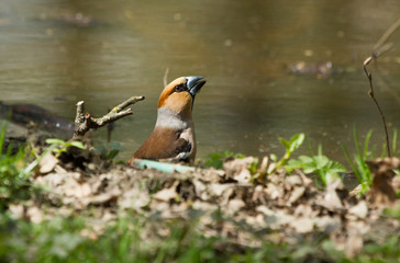 Hawfinch (Coccothraustes coccothraustes) on the watering-place