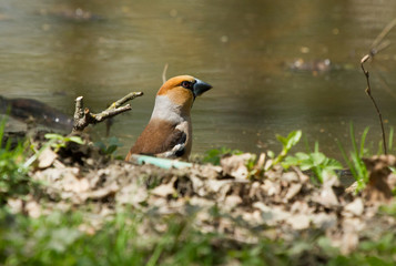 Hawfinch (Coccothraustes coccothraustes) on the watering-place