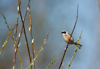 Eurasian Penduline Tit (Remiz pendulinus) on the spring branch 