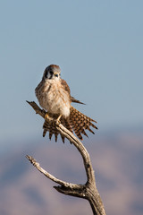 Kestrel on dead branch preening feathers