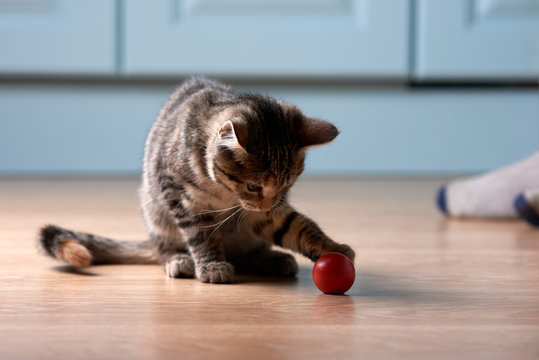 Kitten is plaing with red orb.