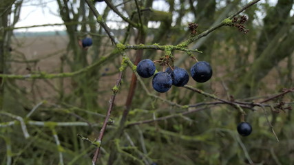 The last of the sloes