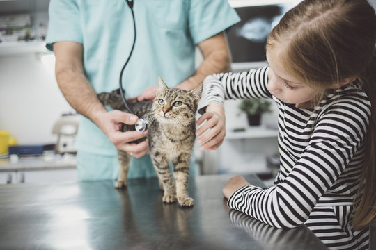 Veterinarian Examining A Cat