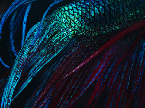 detail of siamese fighting fish