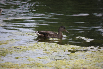 duck