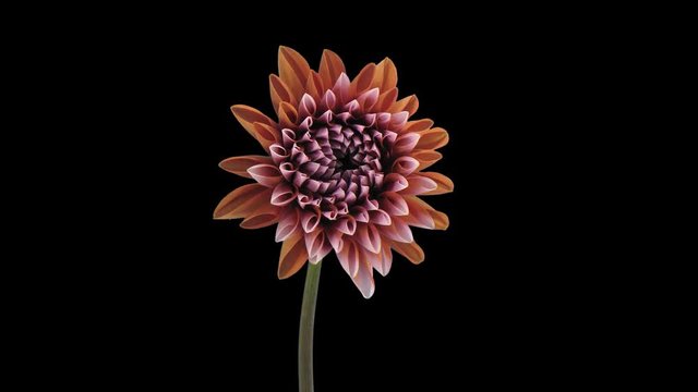 Time-lapse of growing and opening orange dahlia (georgine) flower 6a5 in UHD 4K PNG+ format with ALPHA transparency channel isolated on black background