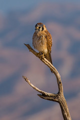 Kestrel on dead tree branch perch with soft muted backgroun