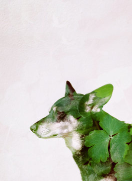 Film double exposure of green leaves and dog bathing in sunshine