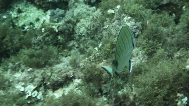 Zebra seabream (Diplodus cervinus) in the Mediterranien sea