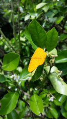 Obraz premium Yellow butterfly with green background