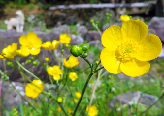 Yellow summer buttercup flower. Macro in the mountains.