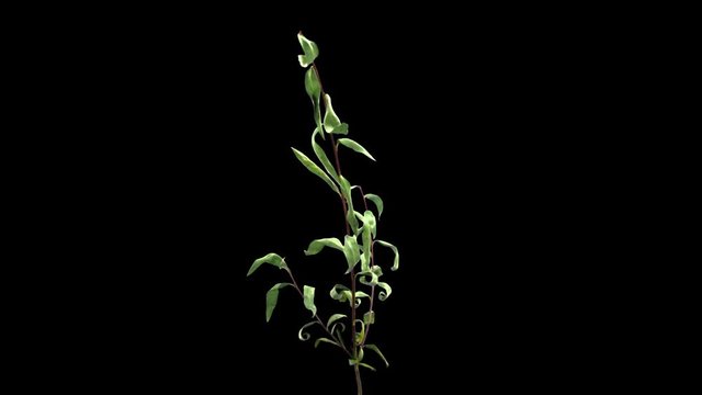 Time-lapse of drying Willow (or sallows or osiers) branch leaves 2a3 in RGB + ALPHA matte format isolated on black background
