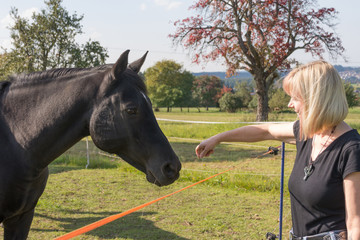 Blonde Frau füttert schwarzes Pferd an Pferdekoppel im Sommer